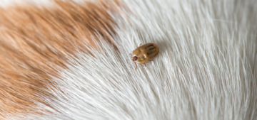HOW TO REMOVE A TICK FROM YOUR PET SAFELY AND EASILY