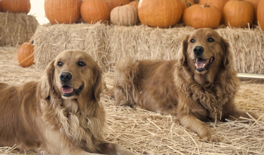 Pets In The Fall Fun Fall Activities for You and Your Pet