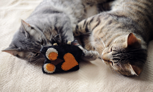 Two cats playing with a soft toy.