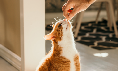 A cat being fed a treat by hand.