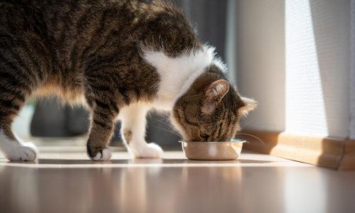 A cat eating out of a food bowl.