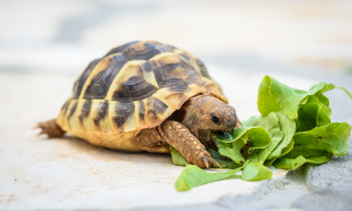 A turtle eating lettuce.