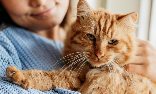 An orange cat being held by its owner.