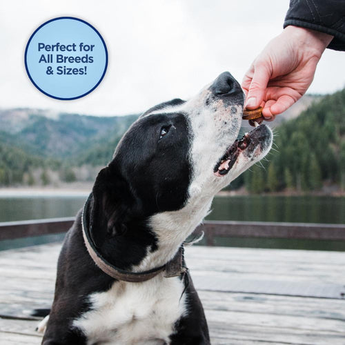 Natural Balance L.I.D Grain Free Mini Rewards Salmon Recipe Dog Training Treats