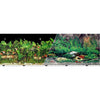 BLUE RIBBON BACKGROUND DOUBLE-SIDED TROPICAL FRESHWATER